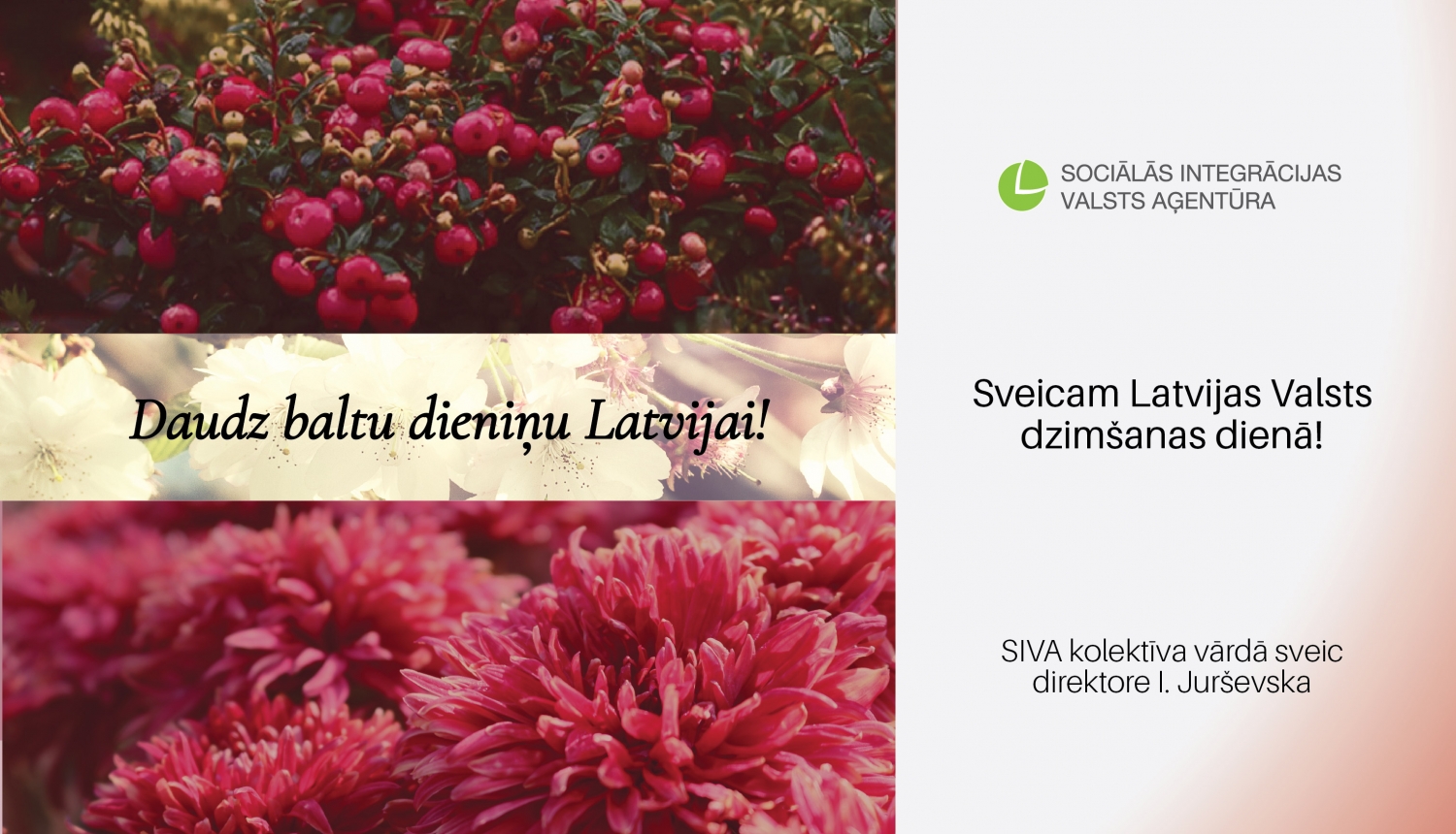 Apsveikums: Daudz baltu dieniņu Latvijai! Sveicam Latvijas Valsts dzimšanas dienā! SIVA kolektīva vārdā sveic direktore I.Jurševska